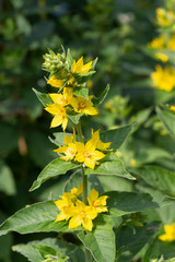 yellow dead-nettle