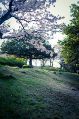 公園の桜