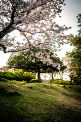 公園の桜