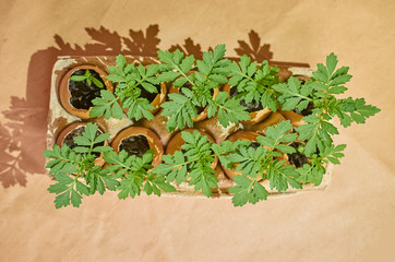Flower seedlings in eggshells and egg boxes on a brown background