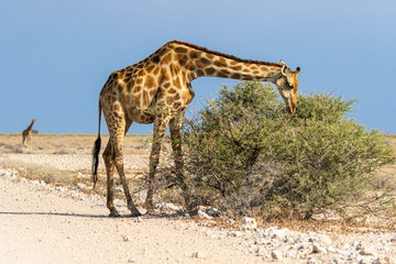 Naklejka na ściany i meble Giraffe im Etosha Nationalpark, Namibia