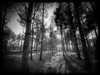 Big and tall pine trees are seen in a dense forest. Natural treescape on scenic woodland trail. Backlit view as afternoon sun shines through branches and trunks. Black and white moody atmosphere