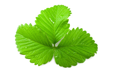 Strawberry leaves isolated on a white background