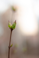 Blooming spring Bud on a branch close up