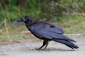 Common raven (Corvus corax) in Algonquin Park, Canada