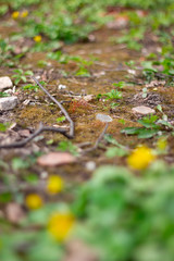 Moss with flowers growing nearby.