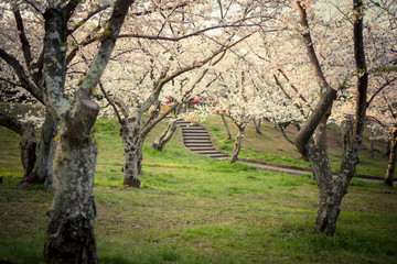公園の桜