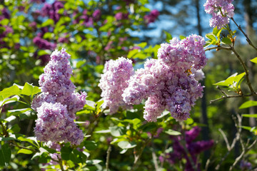grosse fleurs de lilas rose au printemps