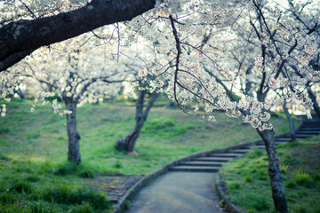 公園の桜