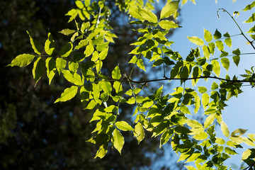 branches de glycines &eacute;clair&eacute;es par le soleil du printemps
