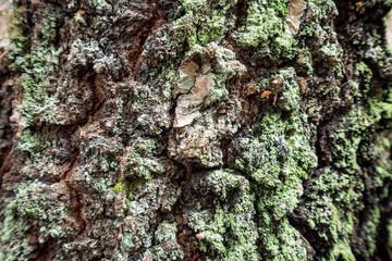 Green mossy surface outdoors in forest. Macro and details concept.