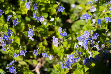 Petites fleurs bleues sauvages de printemps
