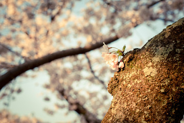 幹から咲く桜の花
