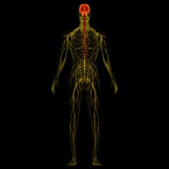 3D Illustration Human Brain With Nervous System Anatomy