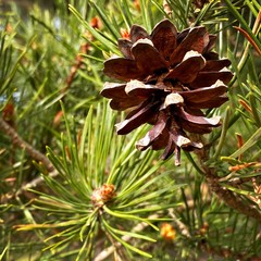 Fototapeta premium Closeup view on the branches of a mature pine tree. Pine cones against green needles. Natural seasonal background. Forest details close up. Lifecycle of a pinecone with young and fully opened pod.