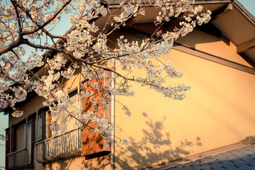 日本家屋と桜