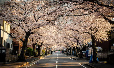 北九州市小倉南区　安部山公園の桜並木