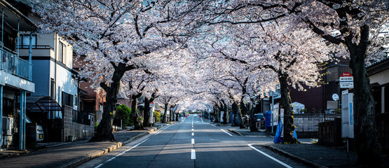 北九州市小倉南区　安部山公園の桜並木