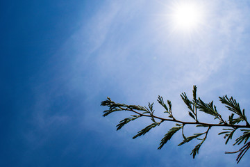 Low angle of Acacia tree branch against blue sky, South Africa