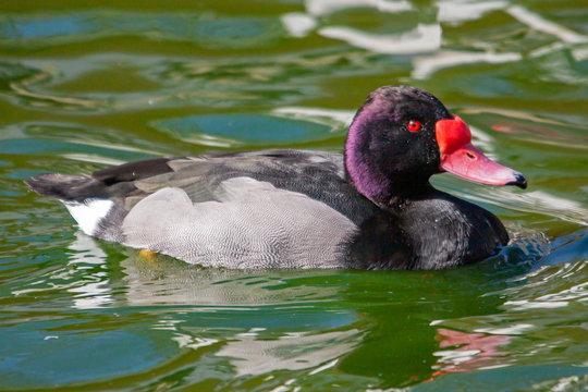 Canard nette Peposaca - Netta peposaca - sur l'&eacute;tang