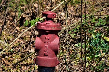 Hydrant w przy lesie