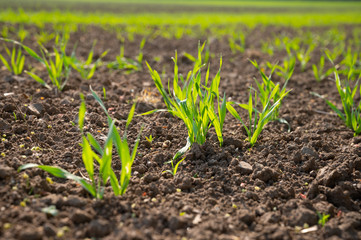 freshly planted young shoots of a plant in a field or field as agricultural yield in spring
