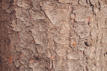 gray wood texture close up