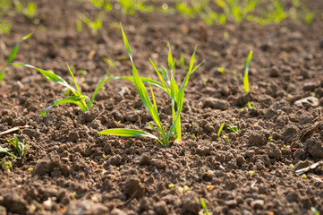 freshly planted young shoots of a plant in a field or field as agricultural yield in spring