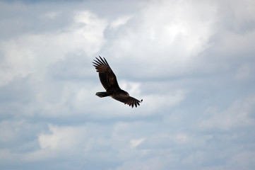 View of Vulture in flight