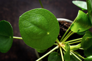 Chinese money plant close-up