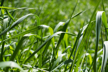 hautes herbes éclairées par le soleil