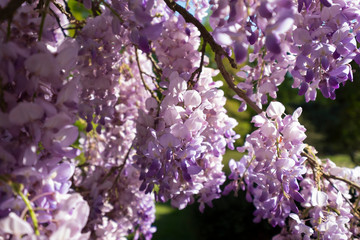 Une glycine en fleurs &eacute;clair&eacute;e par le soleil