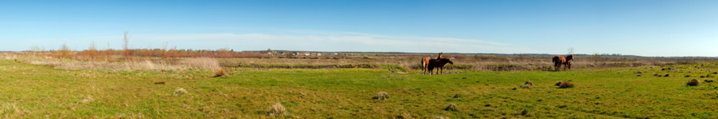 panorama with horses in the field, herd of horses grazing in the meadow in summer and spring, animal husbandry concept, with place for text