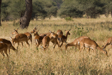 Naklejka na ściany i meble Herd of gazells in a savannah in africa