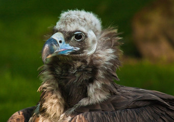 Mönchsgeier (Aegypius monachus)
