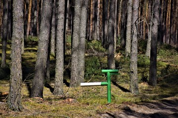 Zielony słupek w środku sosnowego lasu  © merko
