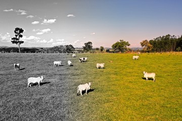Obraz premium Aerial view of cows in the pasture. Agro industry scene. Great landscape