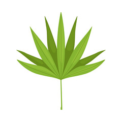 Leaf of Palm Tree, Beautiful Green Tropical Exotic Plant Decorative Element Vector Illustration
