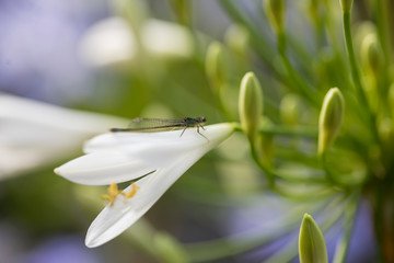 Agapanthus white
