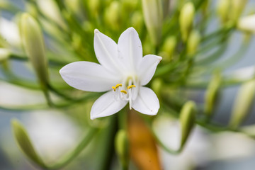 Agapanthus white
