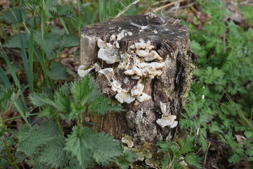 Grzyb na pniu drzewa 