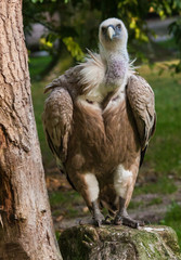 Gänsegeier (Gyps fulvus)