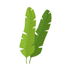Obraz premium Two Green Leaves of Palm Tree, Tropical Exotic Plant Decorative Element Vector Illustration