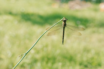  green dragonfly in the wild nature.
