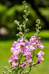 lilac flowers in the garden