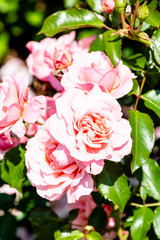 pink roses on a green background