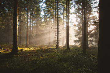 Sunlit forest