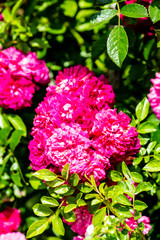 pink roses in garden