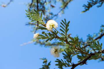 Low angle of Acacia tree branch with flowers against blue sky, South Africa