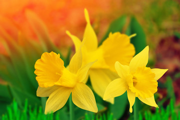 Spring flowers of daffodils.